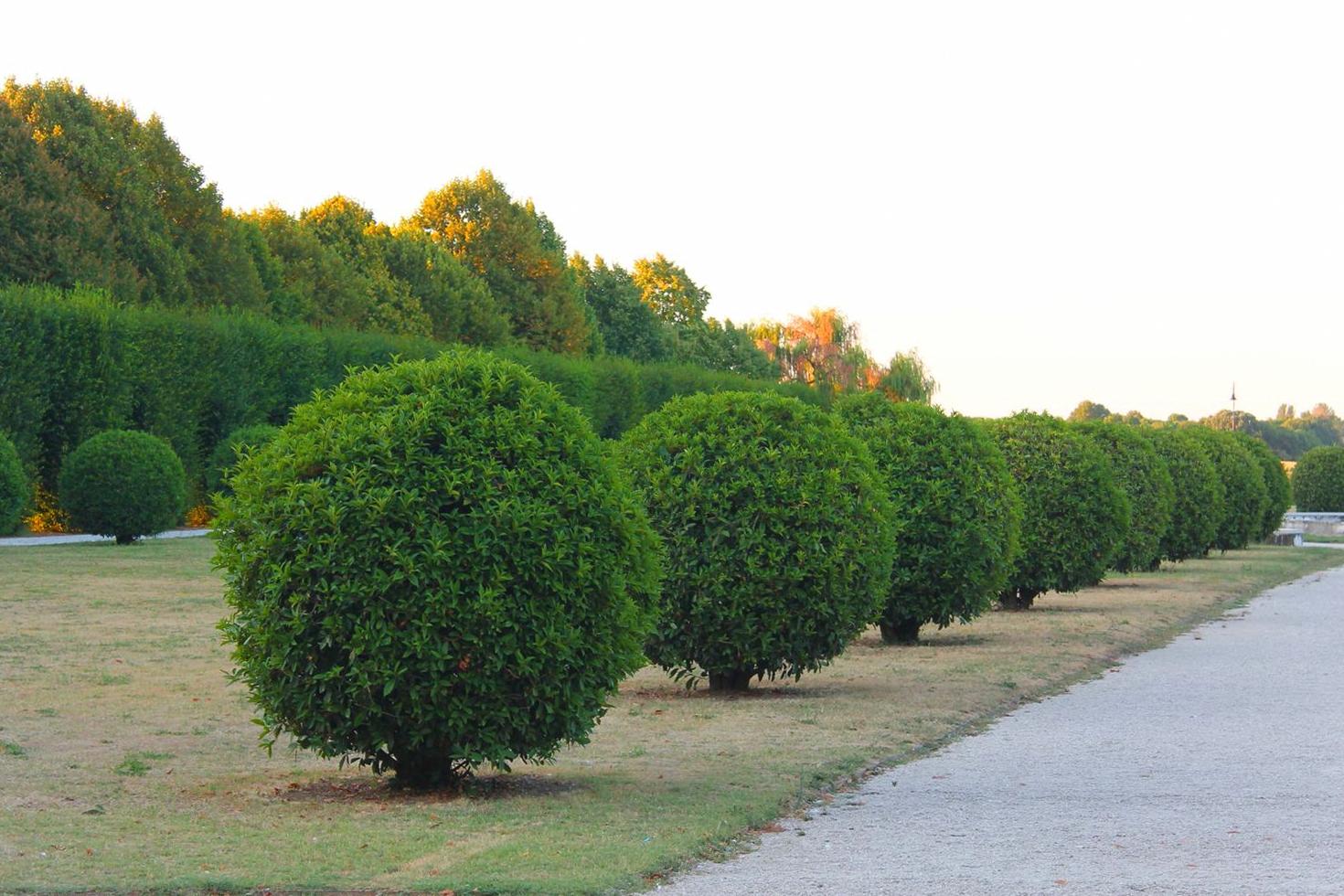 Garden path maintenance