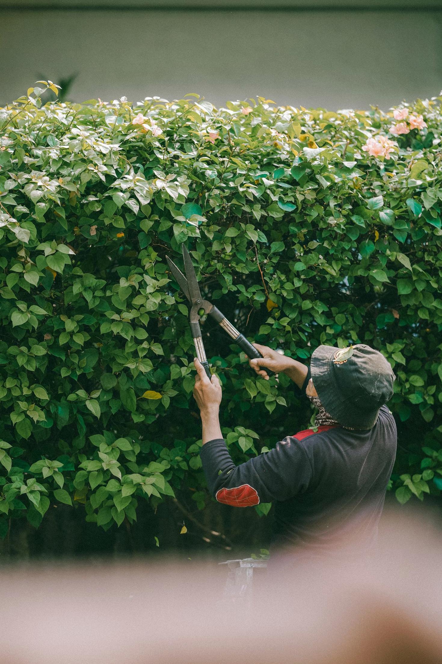 Professional gardener trimming lush green hedges in Sydney