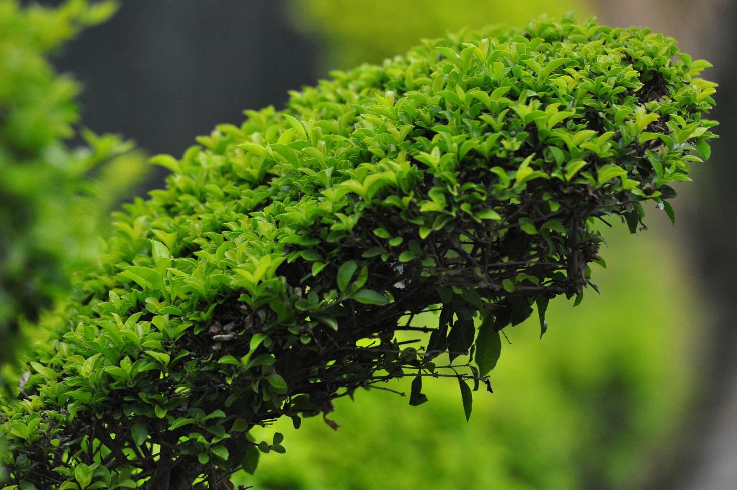 Dense green garden foliage