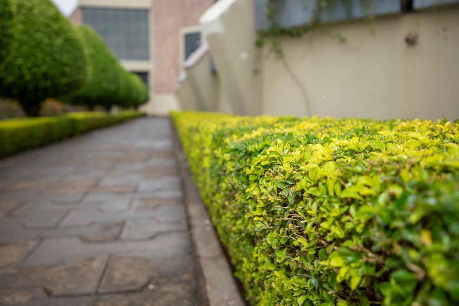 Beautiful stone garden path Haberfield Sydney