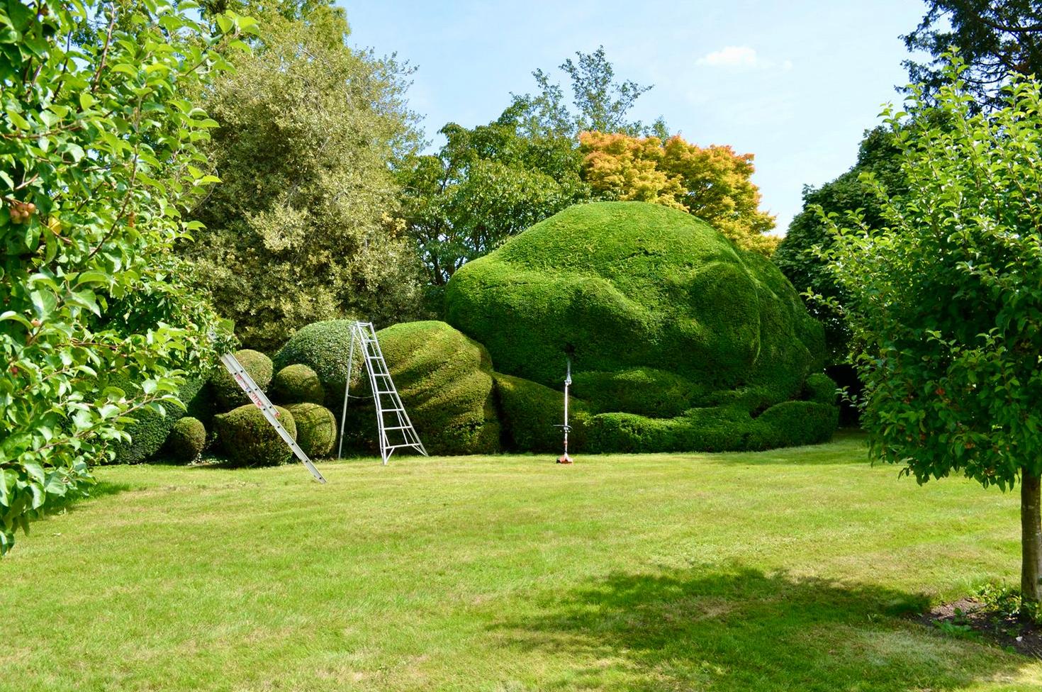 Sculpted garden hedges Sydney